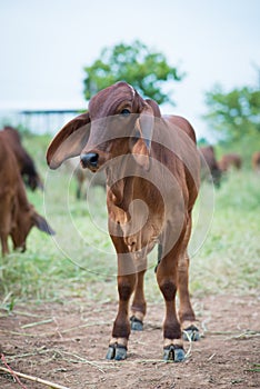 Baby American Brahman Cow Cattle