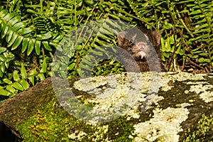 Baby American Mink