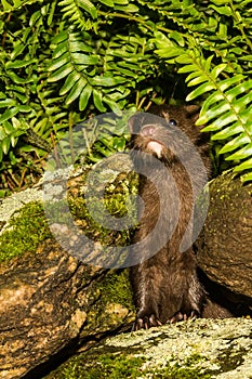 Baby American Mink