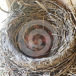 Baby American red robin birds in their nest