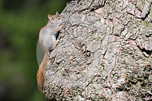 Baby American Red Squirrel Hiding On Tree