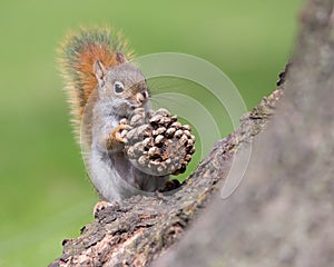 Baby American Red Squirrel With Pinecone