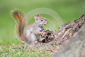 Baby American Red Squirrel With Pinecone