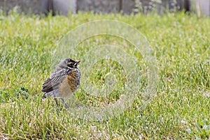 Baby American Robin Bird on Green Lawn