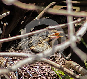 Baby American Robin in Nest Calling Out For Mother