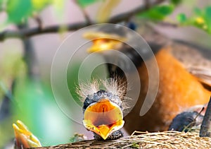 Baby American Robin in nest with mom watching