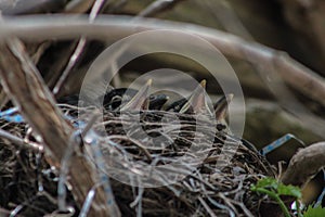 Baby American Robins in a Nest With Beaks Poking Out