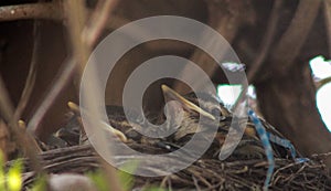 Baby American Robins in Nest with Beaks Poking Out