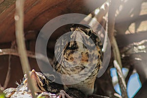 Baby American Robins in a Nest Calling Out for the Mother