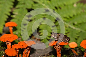 Baby American Toad