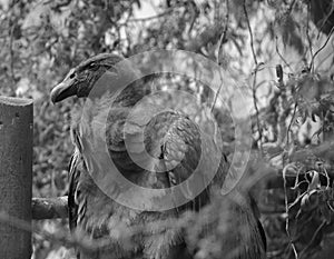 Baby Andean condor Vultur gryphus is a South American bird