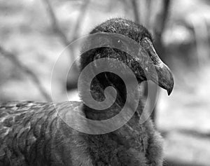 Baby Andean condor Vultur gryphus is a South American bird