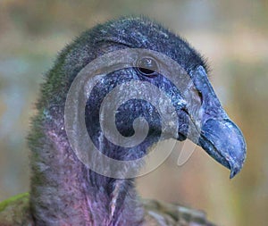 Baby Andean condor Vultur gryphus is a South American bird