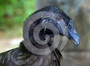 Baby Andean condor Vultur gryphus is a South American bird