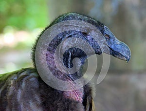 Baby Andean condor Vultur gryphus is a South American bird