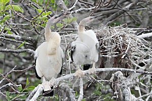 Baby Anhingas