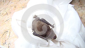 baby animal. bat. close up of baby bat on white background. closeup of mammals. Birth of new life , cute baby animal , slow life ,