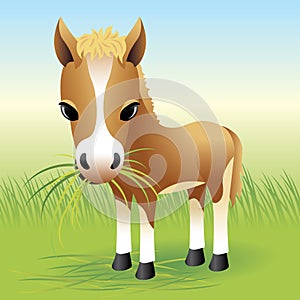 Baby Animal collection: Horse