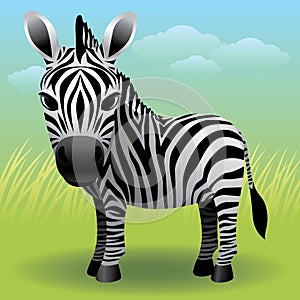 Baby Animal collection: Zebra