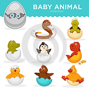 Baby animals hatch eggs cartoon pets hatching vector flat isolated icons
