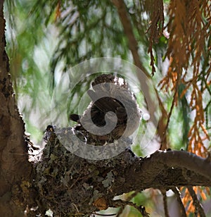 Baby anna`s hummingbird resting in its nest