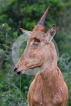 Baby antelope