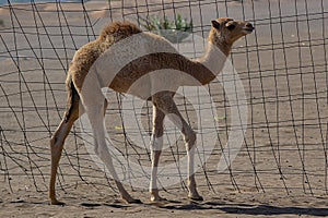 Baby Arabian camel Camelus dromedarius