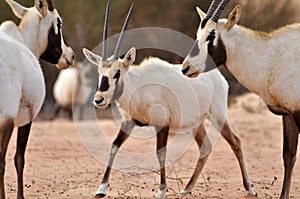 Baby Arabian Oryx