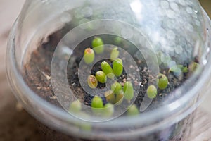 Baby Ariocarpus fissuratus cactus in pot