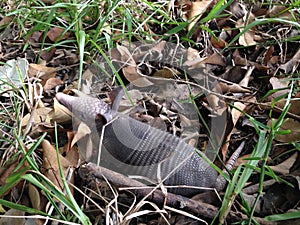 Baby Armadillo in Woods.