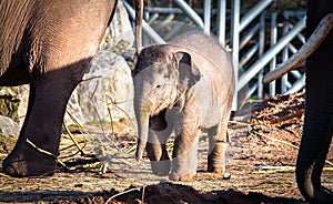 A baby asian elephant Elephas maximus