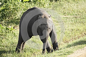 Baby Asian Elephant unsteady on feet