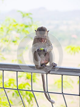 Baby asian monkey eating fresh friut sit on the Rail bridge