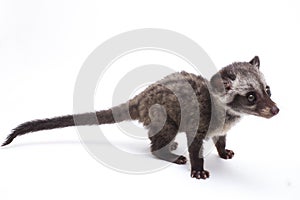 The Baby Asian palm civet or luwak Paradoxurus hermaphroditus is a viverrid native to South and Southeast Asia.