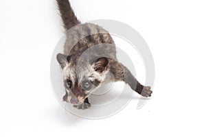 The Baby Asian palm civet or luwak Paradoxurus hermaphroditus is a viverrid native to South and Southeast Asia. photo