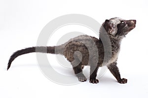 The Baby Asian palm civet or luwak Paradoxurus hermaphroditus is a viverrid native to South and Southeast Asia. photo