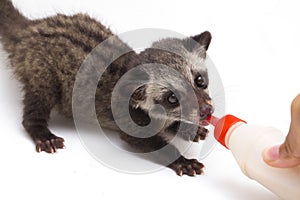 The Baby Asian palm civet or luwak Paradoxurus hermaphroditus is a viverrid native to South and Southeast Asia.