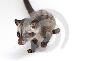 The Baby Asian palm civet or luwak Paradoxurus hermaphroditus is a viverrid native to South and Southeast Asia. photo