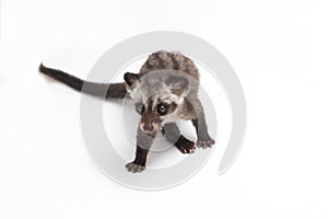 The Baby Asian palm civet or luwak Paradoxurus hermaphroditus is a viverrid native to South and Southeast Asia. photo