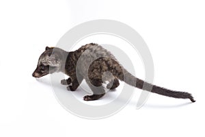 The Baby Asian palm civet or luwak Paradoxurus hermaphroditus is a viverrid native to South and Southeast Asia. photo