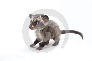 The Baby Asian palm civet or luwak Paradoxurus hermaphroditus is a viverrid native to South and Southeast Asia. photo