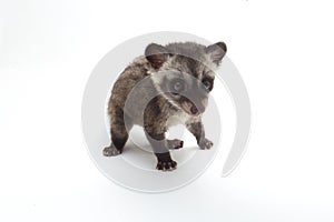 The Baby Asian palm civet or luwak Paradoxurus hermaphroditus is a viverrid native to South and Southeast Asia. photo