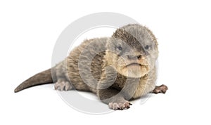 Baby Asian small-clawed otter, Amblonyx cinerea