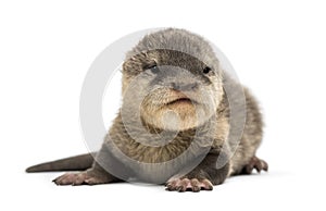 Baby Asian small-clawed otter, Amblonyx cinerea