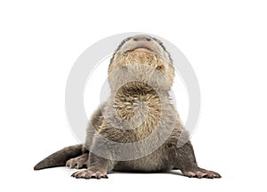 Baby Asian small-clawed otter, Amblonyx cinerea