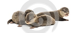 Baby Asian small-clawed otters, Amblonyx cinerea