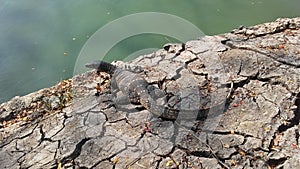 Baby Asian Water Monitor Lizard, Varanus Salvator in Lumphini Park in Bangkok, Thailand.