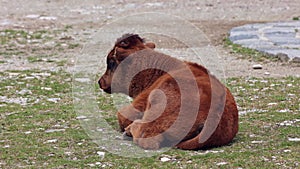 Baby Aurochs, Bos primigenius taurus, a domestic highland cattle