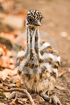 Baby Australian Emu photo