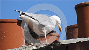 Baby babies bird birds seagulls seagull nesting nest roof rooftop chimneys family